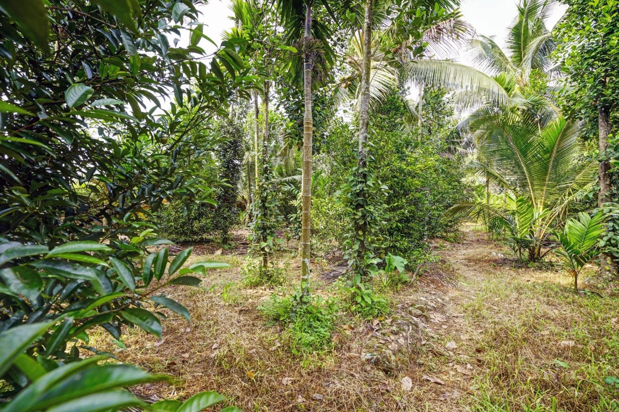Spot On Shalom Palace Residency Neriyamangalam Kültér fotó