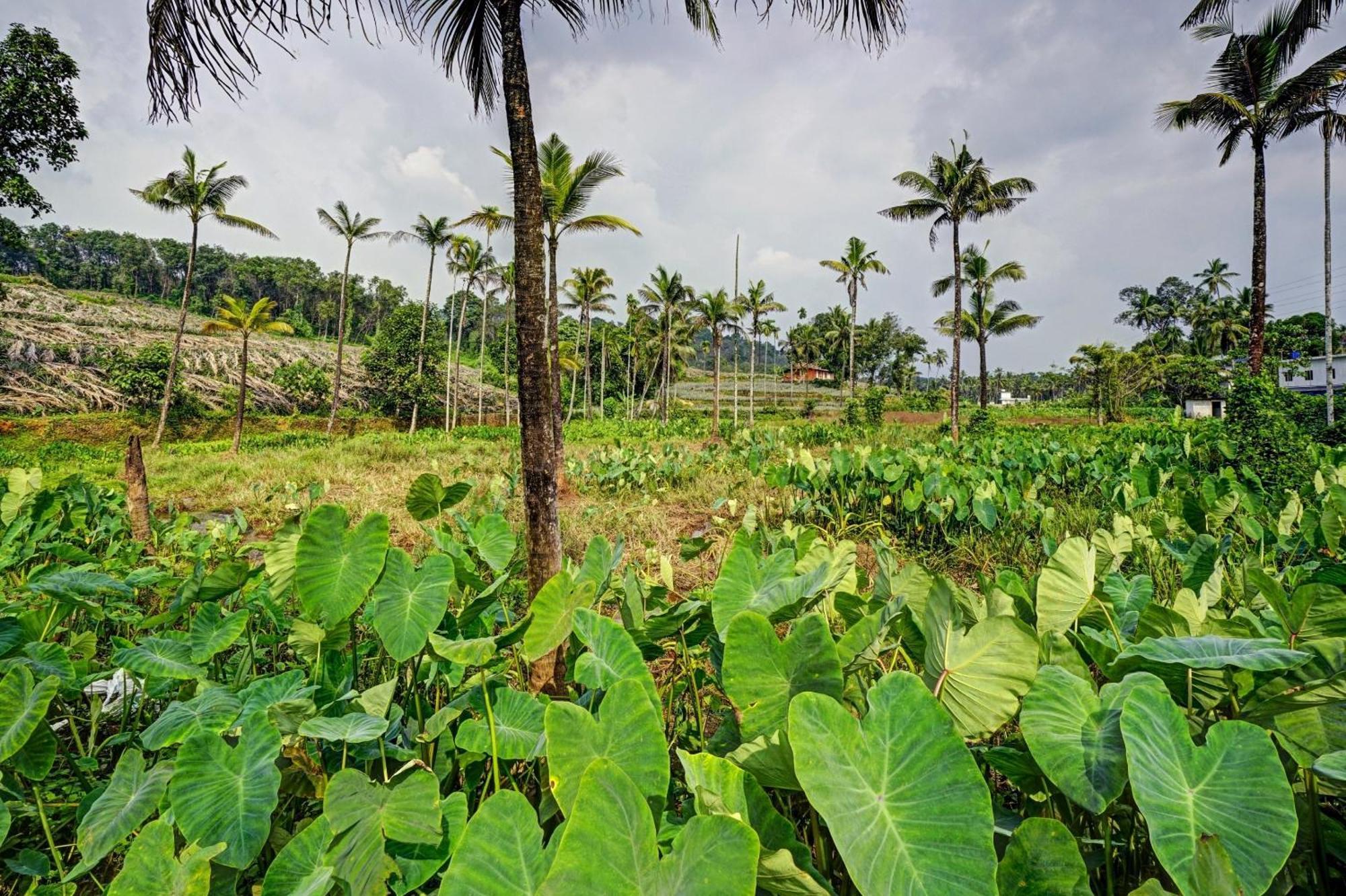 Spot On Shalom Palace Residency Neriyamangalam Kültér fotó